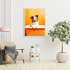 affiche chiot berger australien
